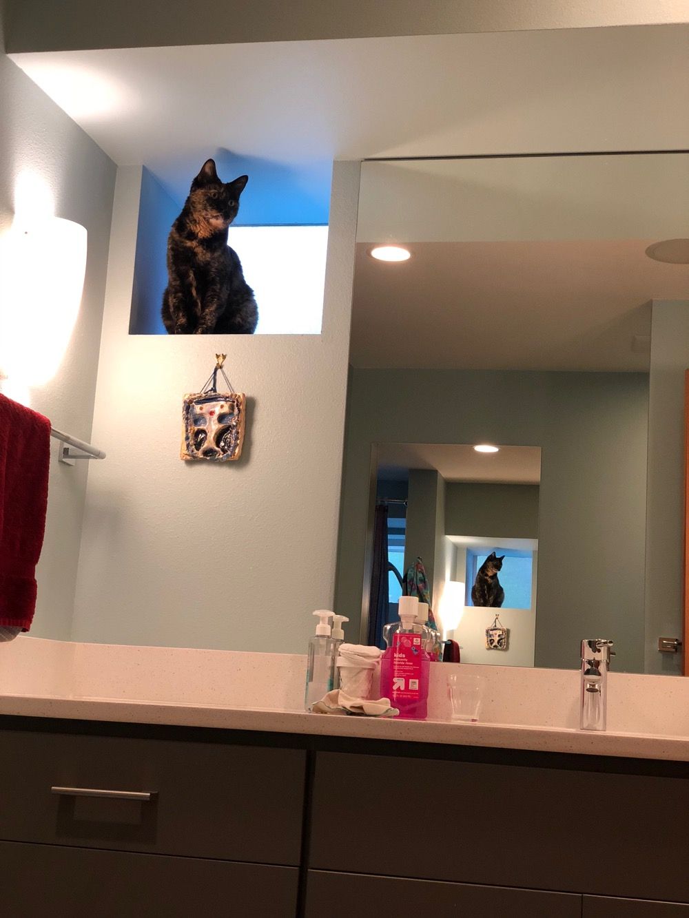 Dimensions of cat