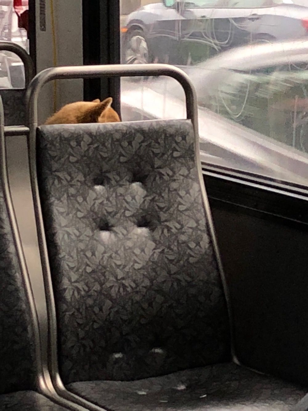 Bus shibe.